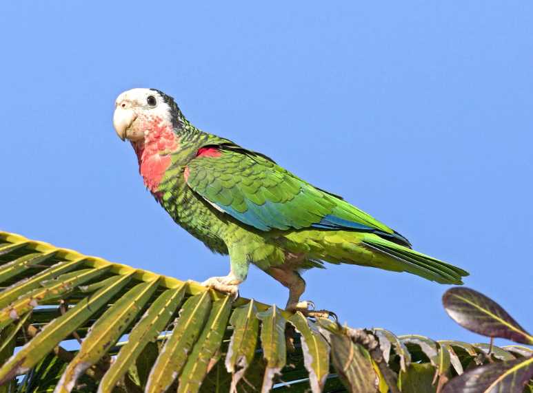 амазон кубинский попугай