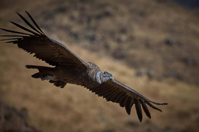 Андский кондор - самая большая летающая птица в Южной Америке
