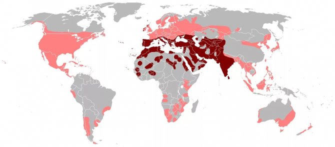 Ареал и распространение сизых голубей по миру (коричневым цветом выделены области изначального ареала)