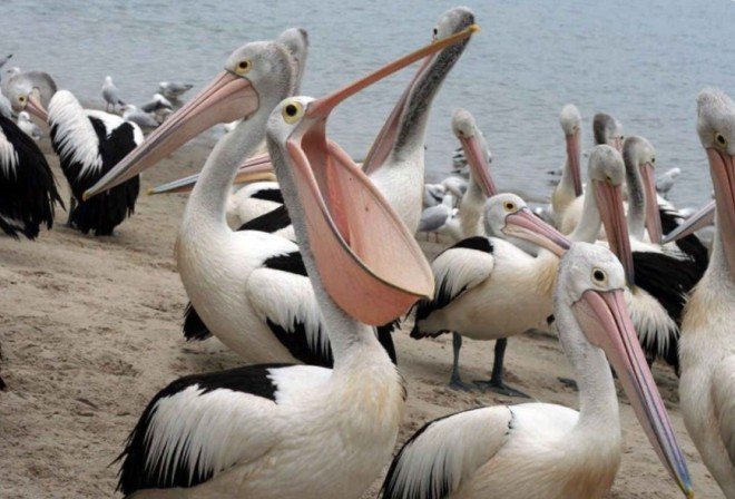 австралийские пеликаны