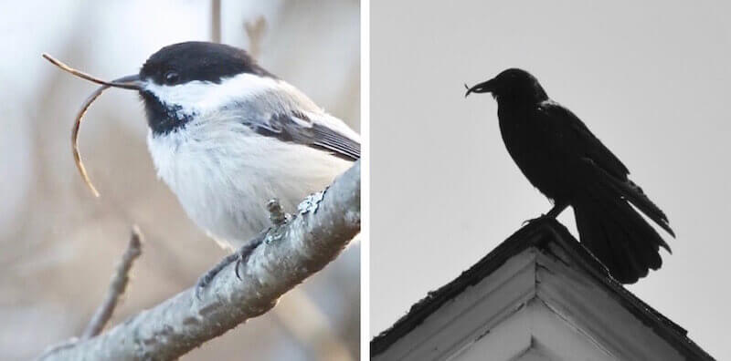 БAvian Keratin Disorder AKD poecivirus, синицы, вороны, инфекция