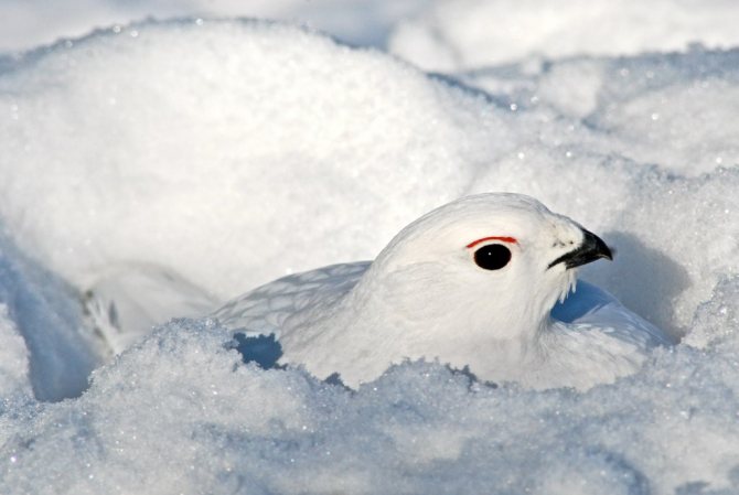 Белая куропатка под снегом