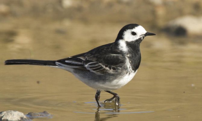 Белая трясогузка (лат. Motacilla alba) – небольших размеров птица, относящаяся к семейству трясогузковых