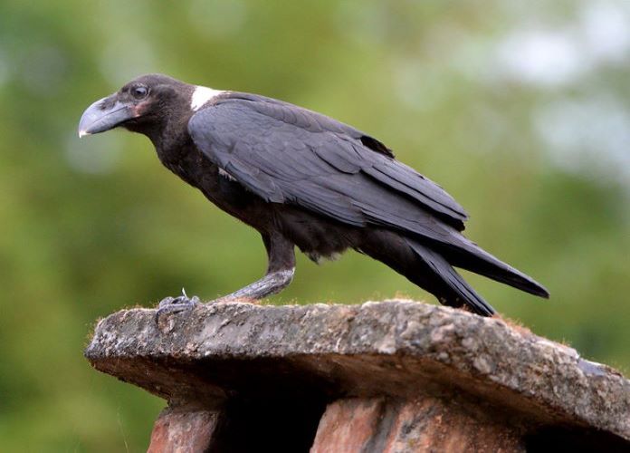 Белощекий ворон фото