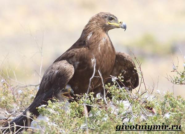 Беркут-птица-Образ-жизни-и-среда-обитания-беркута-5