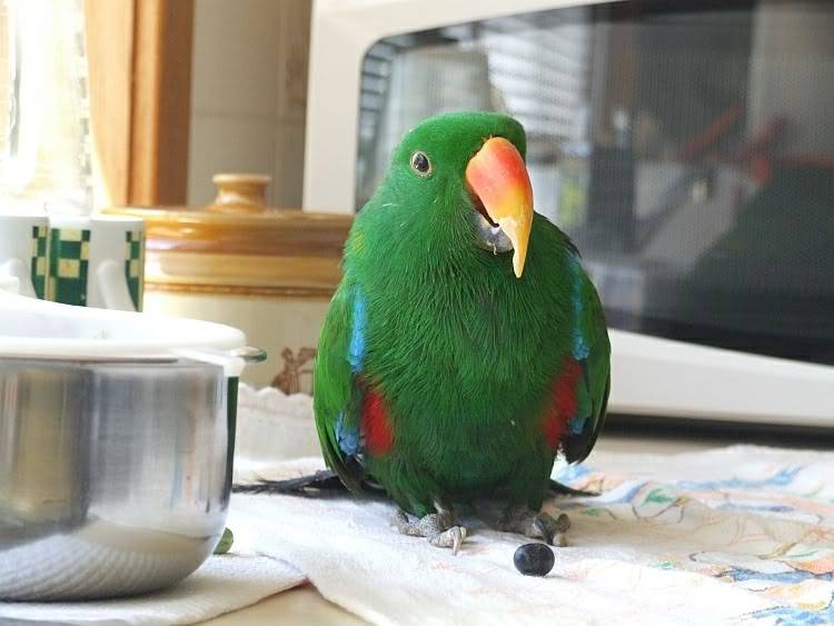благородный зелено красный попугай