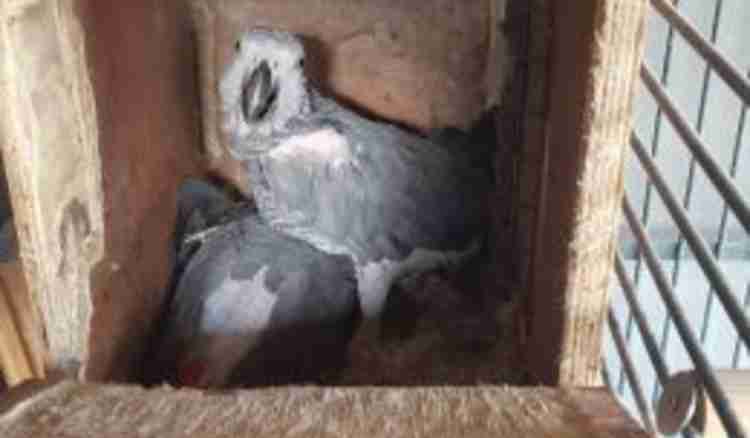 больные попугаи жако в гнездовом домике