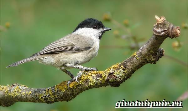 Буроголовая-гаичка-птица-Образ-жизни-и-среда-обитания-буроголовой-гаички-11