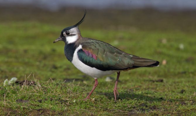 Чибис (лат. Vanellus vanellus) – не слишком крупная птица, относящаяся к семейству ржанковых