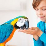 Домашние попугаи: советы по выбору. 394594.jpeg