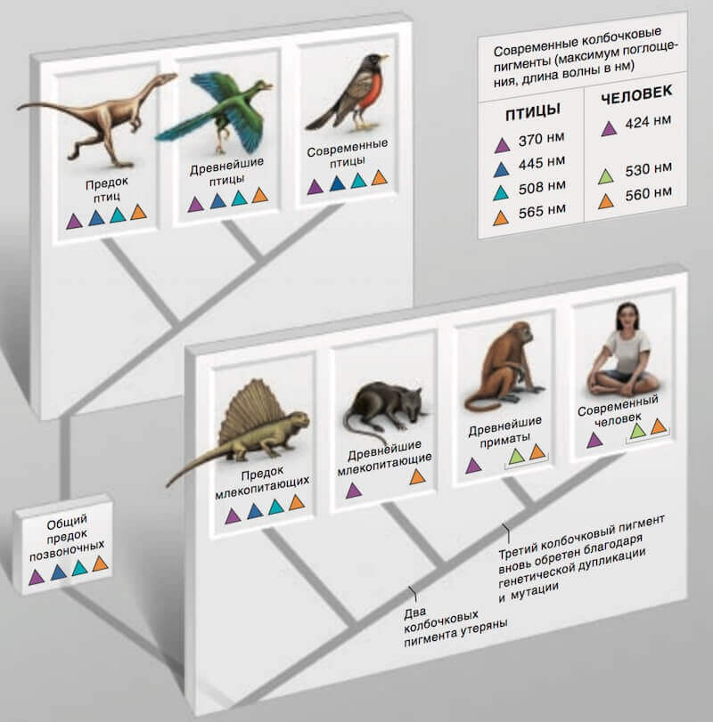 эволюция зрительных пигментов птиц и приматов
