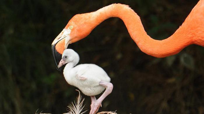 фламинго красивая птица