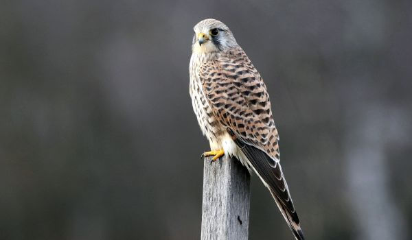 Фото: Обыкновенная пустельга в природе