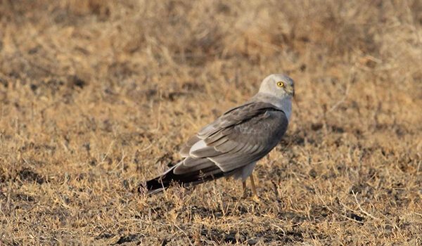 Фото: Птица степной лунь
