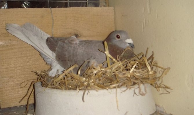 Гнездо для голубки
