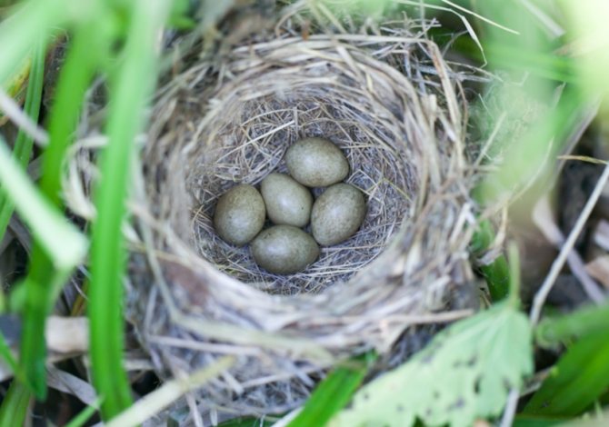 Гнездо и яйца камышевки-барсучка (Acrocephalus schoenobaenus)