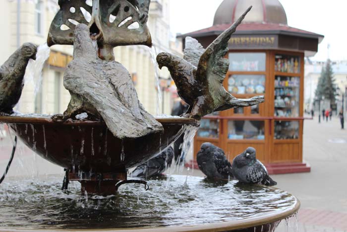 голуби на фонтане