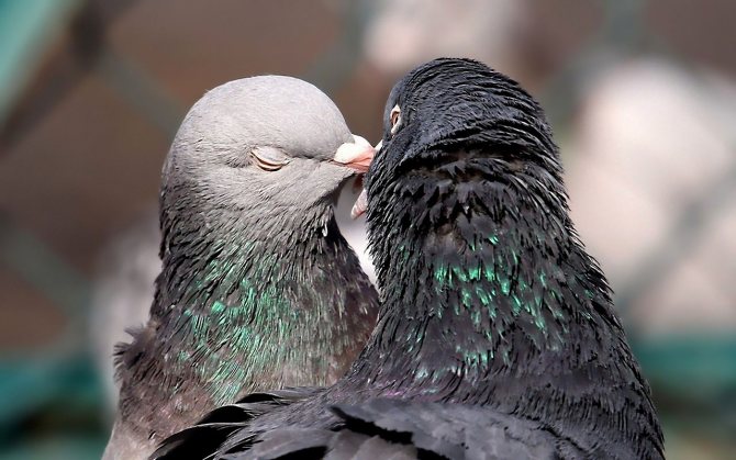 Голубиная пара в период брачного сезона. Голубь (слева) и голубка (справа)