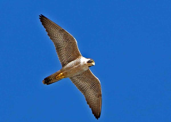 Хищные птицы Новосибирской области