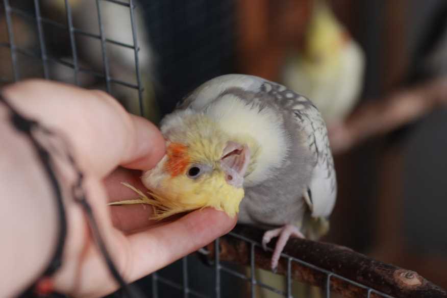 как приучить попугая кореллу к рукам