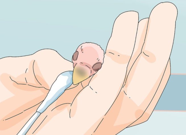 кормить неразлучников 23