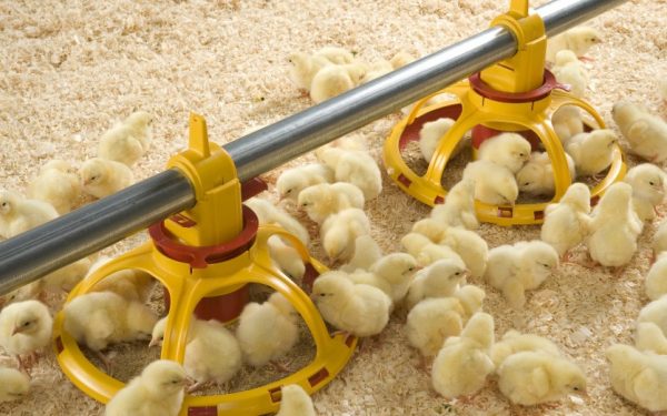 Кормление цыплят в первые дни жизни в домашних условиях проводится желтком