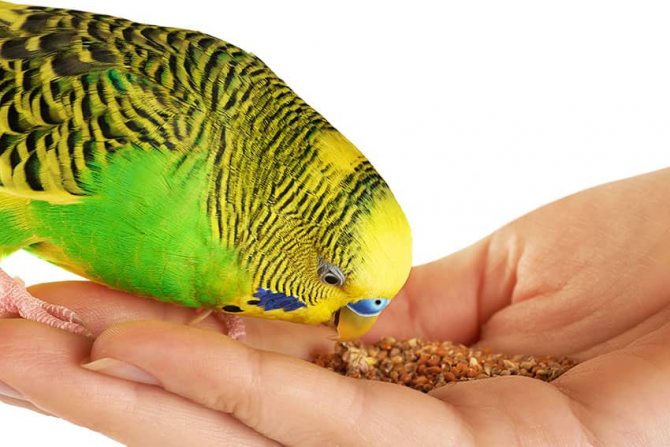 кормление птицы с руки