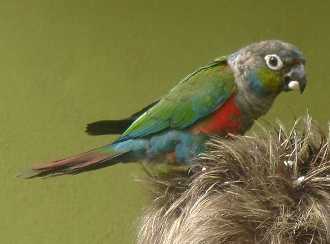 краснохвостый попугай