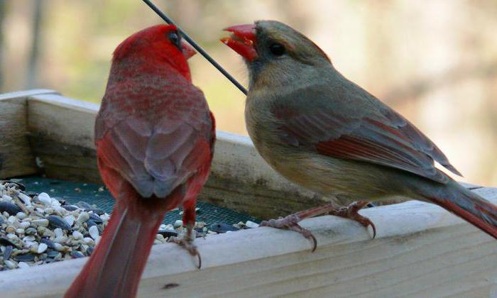 Красный кардинал — маленькая птица с ярким оперением и чудным голосом