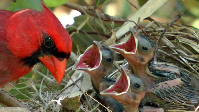 Красный кардинал — маленькая птица с ярким оперением и чудным голосом