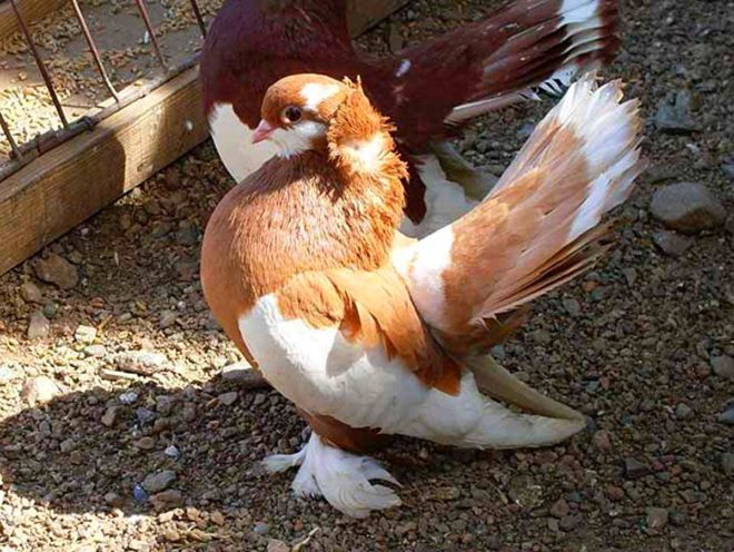 Курообразные голуби напоминают домашних кур