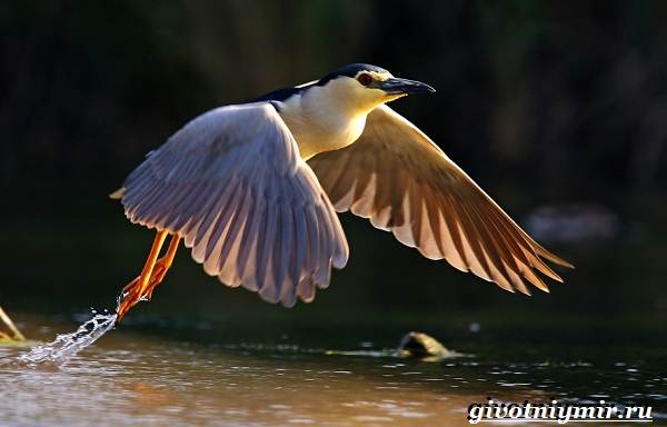 Кваква-птица-Образ-жизни-и-среда-обитания-кваквы-6