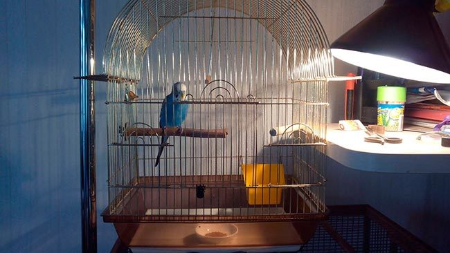 лампа для попугая