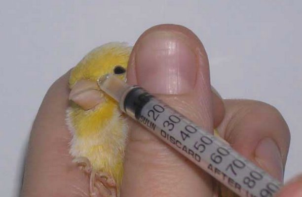 Лечение подагры у попугая