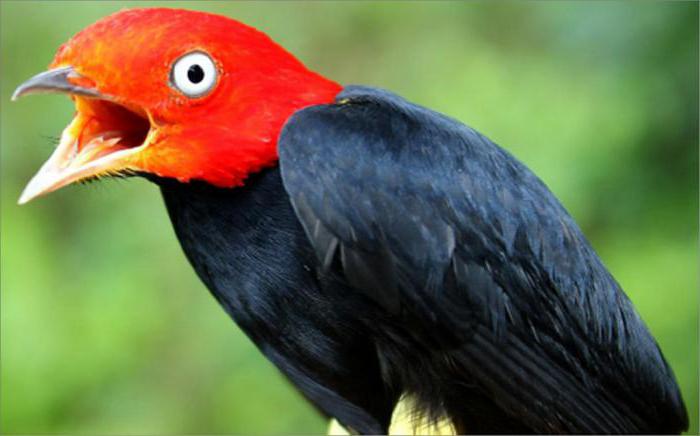 лесная птица с красной головой