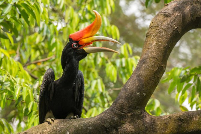 Малайский калао: зачем тропическим птицам такой необычный клюв