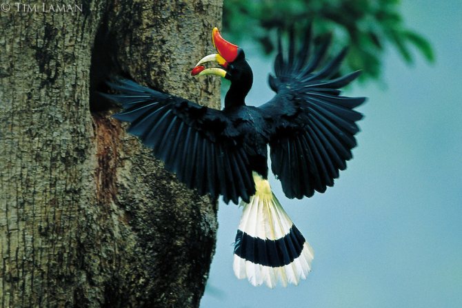 Малайский калао: зачем тропическим птицам такой необычный клюв