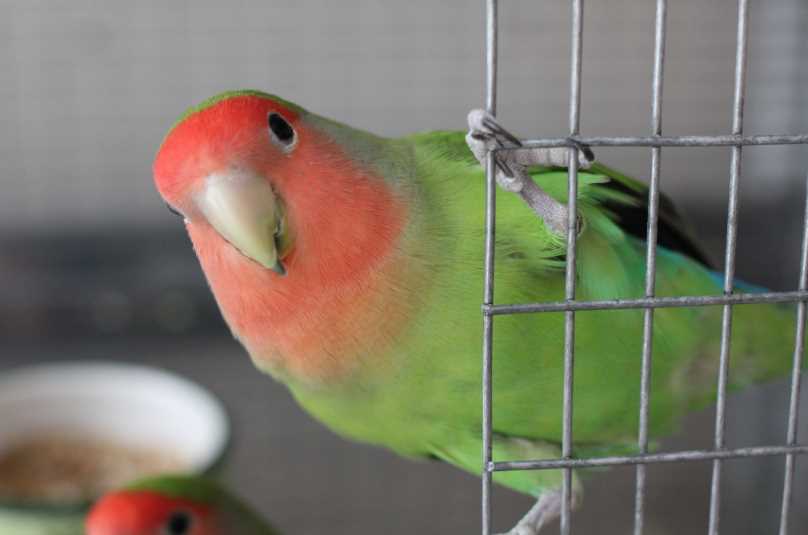 можно ли научить говорить попугая неразлучника