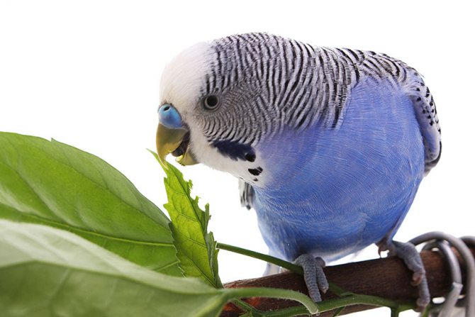 Можно ли сыр попугаю? Питание тропической птички в домашних условиях
