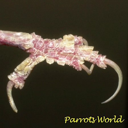 Наросты на лапках