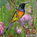 Нектарница-птица-Образ-жизни-и-среда-обитания-нектарницы-1