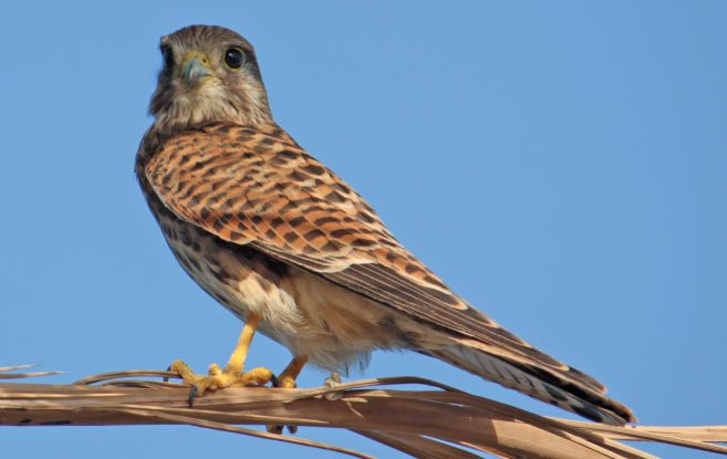 Обыкновенная пустельга (лат. Falco tinnunculus) – хищная птица, относящаяся к отряду соколообразных и семейству соколиных