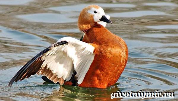 Огарь-птица-Образ-жизни-и-среда-обитания-птицы-огарь-3