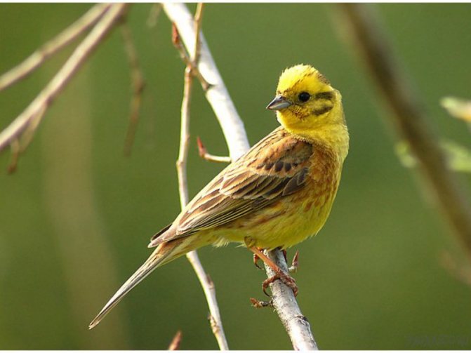 Овсянка фото