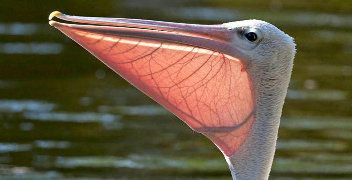 пеликаны среда обитания образ жизни