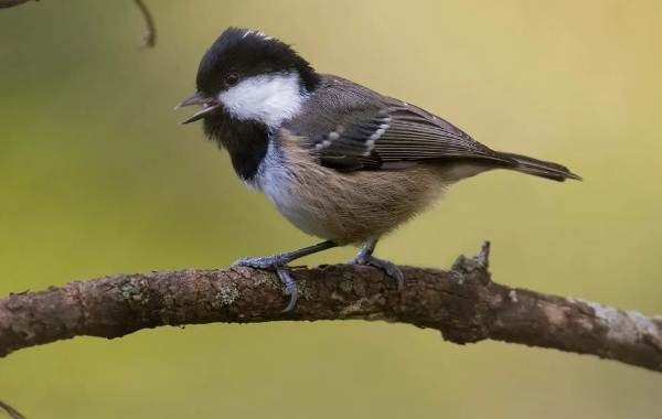 Певчие-птицы-их-названия-особенности-виды-и-фото-19