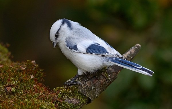 Певчие-птицы-их-названия-особенности-виды-и-фото-20