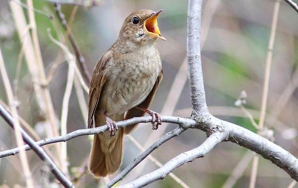 Певчие-птицы-их-названия-особенности-виды-и-фото-32