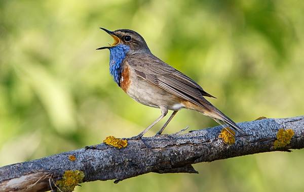 Певчие-птицы-их-названия-особенности-виды-и-фото-33