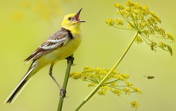 Певчие-птицы-их-названия-особенности-виды-и-фото-41